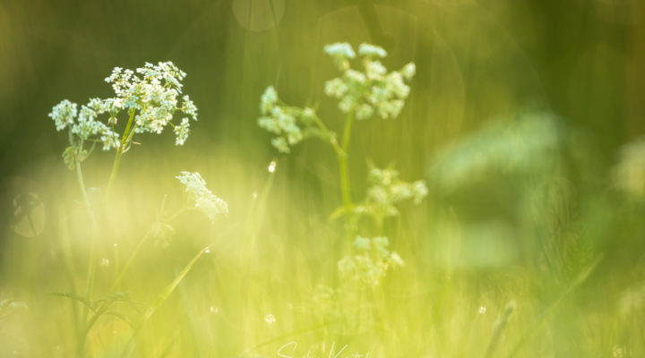 Anthriscus sylvestris, der Wiesenkerbel