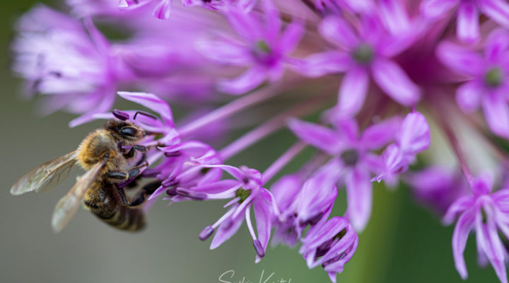 Biene an Allium, Foto: Sylvia Knittel