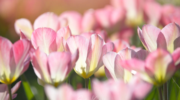 Tulipa fosteriana Flaming Purissima, Blumenzwiebel, Foto: Sylvia Knittel
