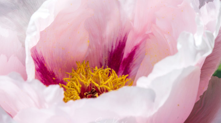 Päonie, Landgarten Frank, Pfingstrose