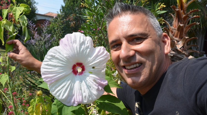 Thomas Amersberger, Hibiskusblüte, exotische Pflanzen