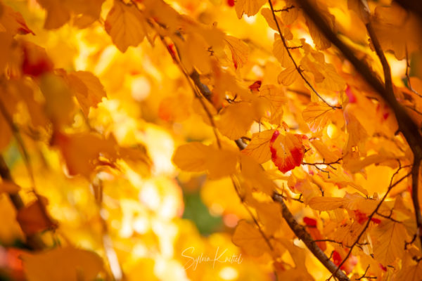 Parrotia persica, Herbstfärbung