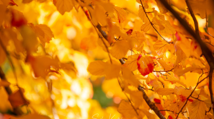 Parrotia persica, Herbstfärbung