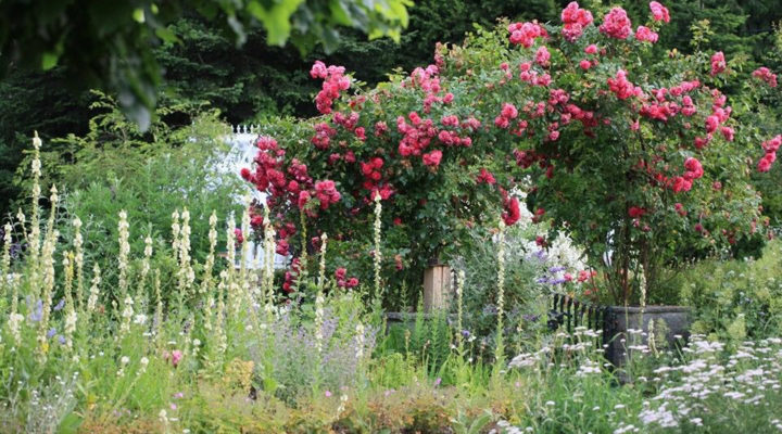 Cristine Bendix, Foto: Matthias Wasserschaff