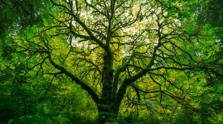 Redwood National Park, Foto: Sylvia Knittel