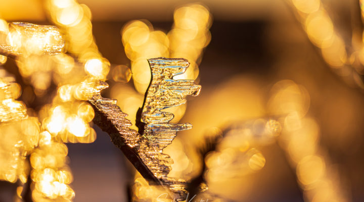 Eis am Baum, Foto: Sylvia Knittel