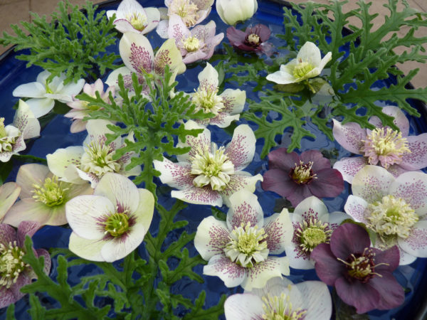 Helleborus, Foto: Susanne Peters