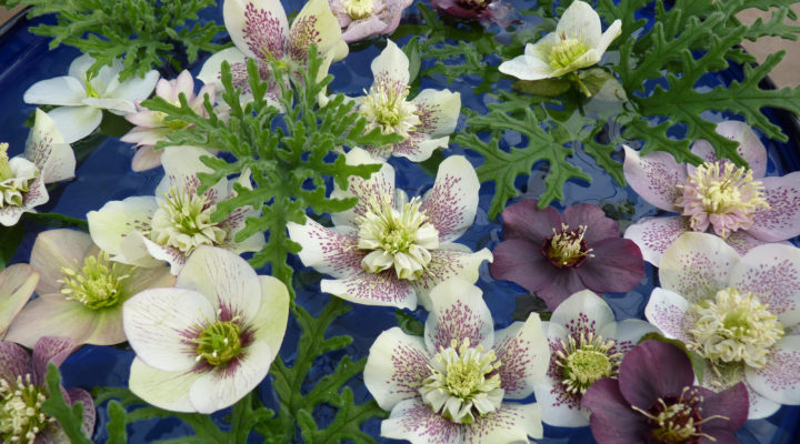 Helleborus, Foto: Susanne Peters