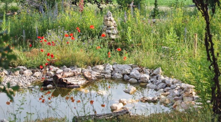 Naturgarten - Foto: David Seifert