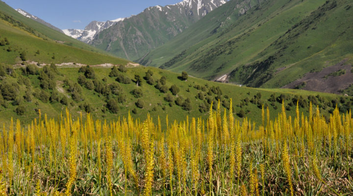 Foto: Cassian Schmidt, Kirgisistan