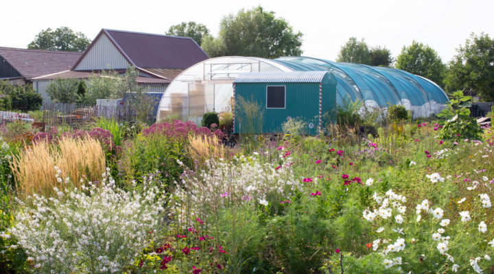 Die Staudengärtnerei von Till Hofmann und Fine Molz. Foto: Marion Nickig