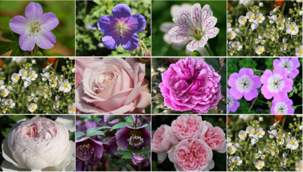 Pflanzenreich App, Foto: Petra Pelz