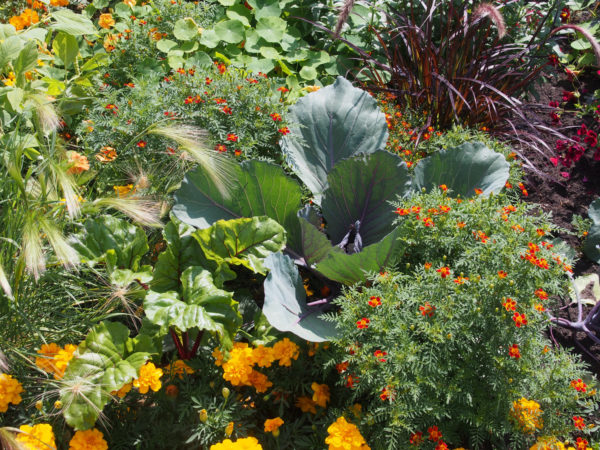 Kohl, Gemüse im Staudenbeet