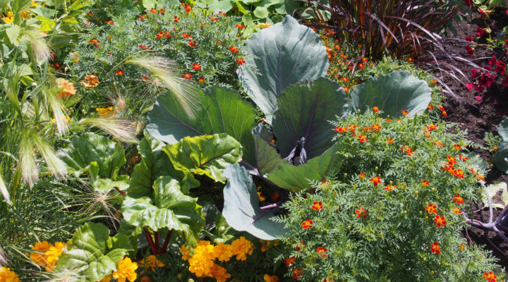 Kohl, Gemüse im Staudenbeet
