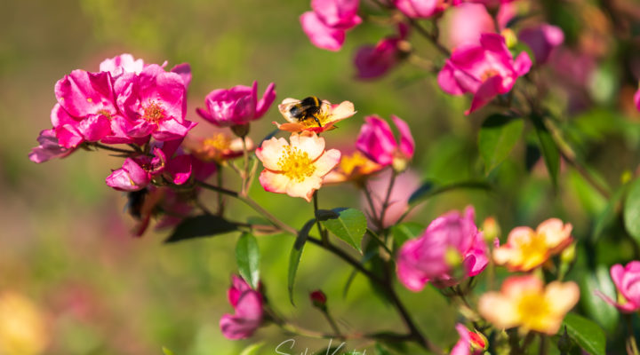 Rosa Plaisanterie, Foto: Sylvia Knittel