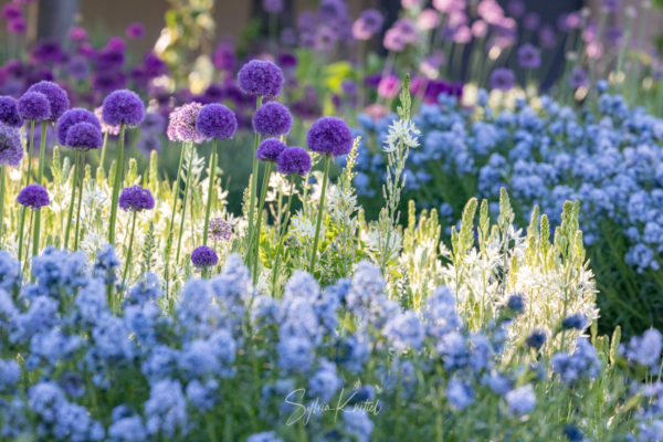 Allium und Camassia, Foto: Sylvia Knittel, Blumenzwiebel