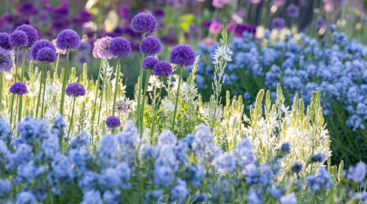 Allium und Camassia, Foto: Sylvia Knittel, Blumenzwiebel