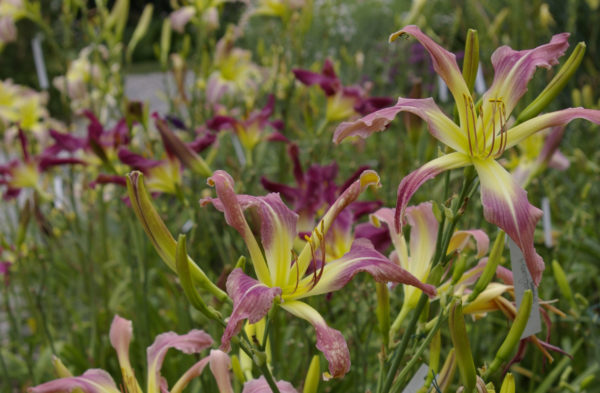 Hemerocallis Heron-Marked Blade , Taglilien, Foto: Marc King
