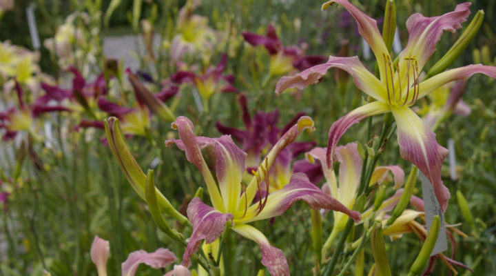 Hemerocallis Heron-Marked Blade , Taglilien, Foto: Marc King