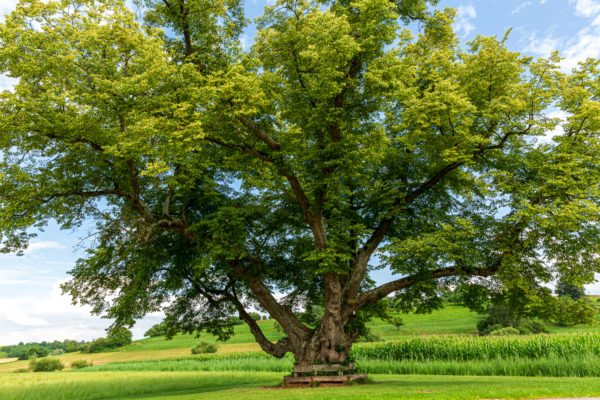 Linde, Baum, Foto: Sylvia Knittel