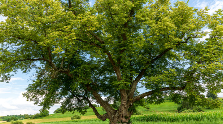 Linde, Baum, Foto: Sylvia Knittel
