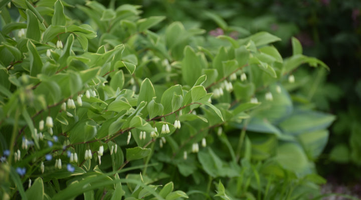 Foto: Katrin Lugerbauer, Schattenstauden