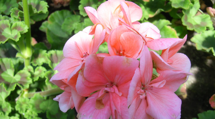 Geranien, Foto: Renate Hücking