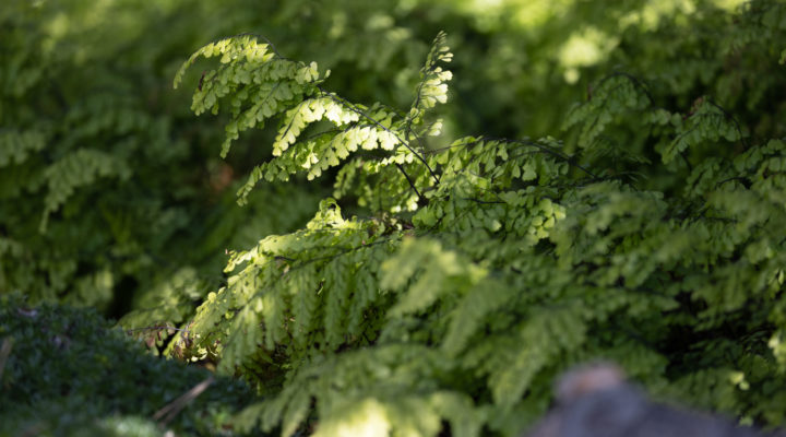 Foto: Sylvia Knittel