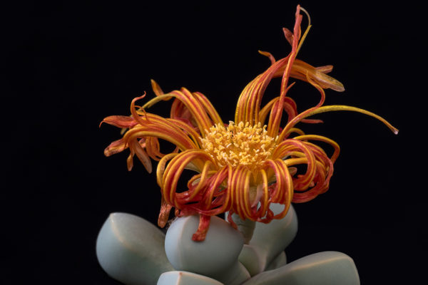 Lapidaria margaretae ©Helga Januschkowetz