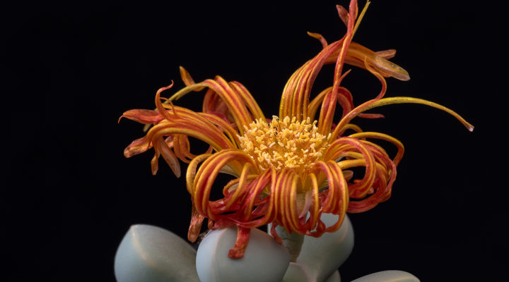 Lapidaria margaretae ©Helga Januschkowetz