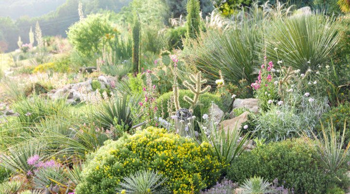 Der Wüstengarten Foto: Gerhard Gussmagg