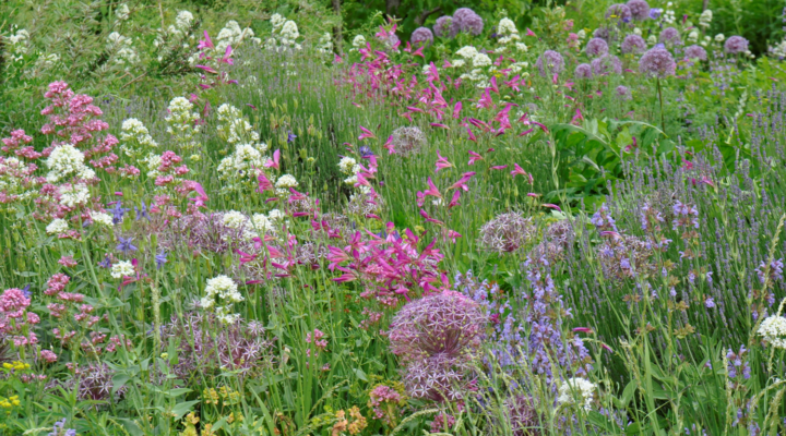 Foto: Cassian Schmidt, Klimawandeltaugliche Pflanzungen