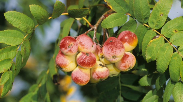 Sorbus domestica - der Speierling