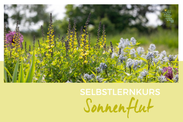 Sonnenflut Online Kurs Petra Pelz