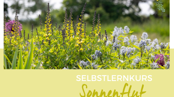 Sonnenflut Online Kurs Petra Pelz