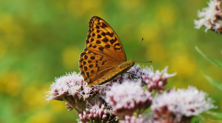 Kaisermantel, Schmetterling Foto: Anke Clark