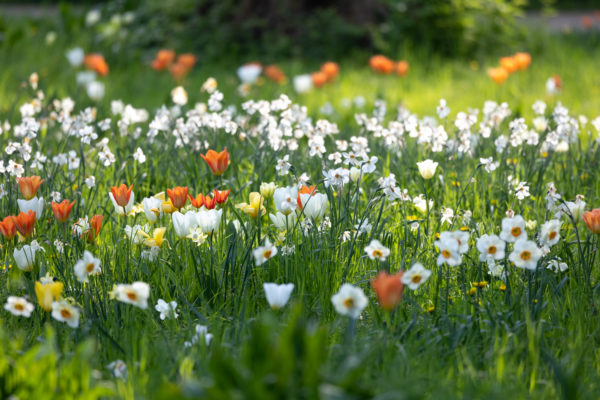 Als Wiese: Tulpen und Narzissen im Ebert-Park in Ludwigshafen. Gestaltung: Harald Sauer. Foto: Sylvia Knittel