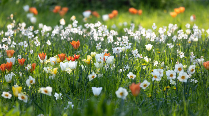 Als Wiese: Tulpen und Narzissen im Ebert-Park in Ludwigshafen. Gestaltung: Harald Sauer. Foto: Sylvia Knittel