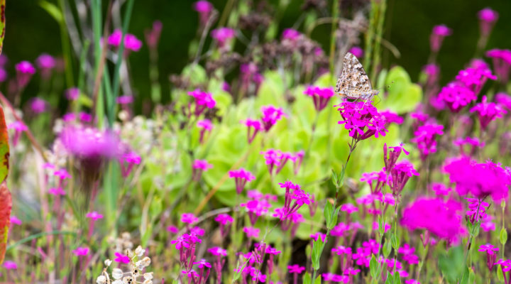 Schmetterling, Naturgarten Foto: Frank Reh