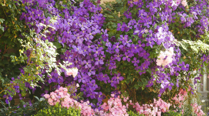 Foto: Brigitte Niemela, Clematis Jackmanii, Rose Fortuna