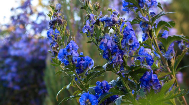 Giftpflanzen im Garten – Vortrag von Dr. Martin Nicko