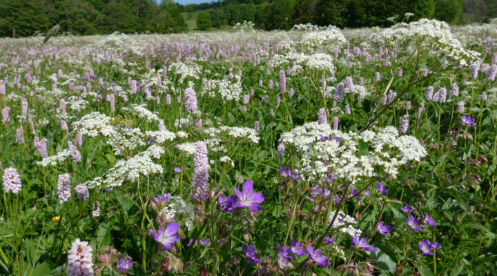 Goldhafer-Waldstorchschnabel-Wiese
