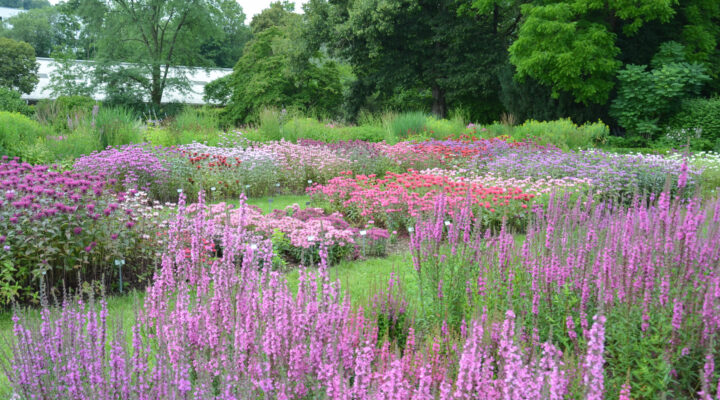 Staudensichtung Monarda in Weihenstephan